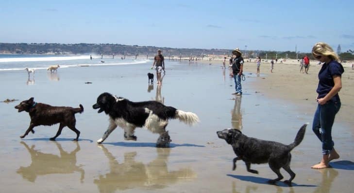 Playa El Brosquil para perros