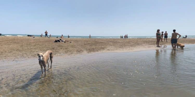 Playa de Alboraya para perros