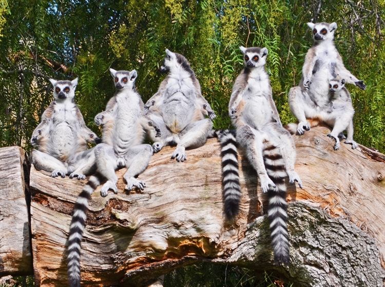 Lemurs en la isla de Madagascar en Bioparc