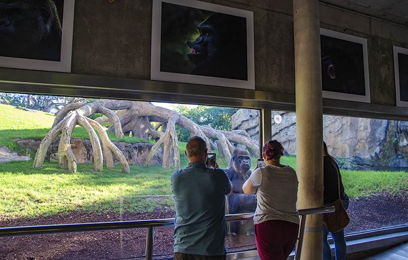 Exposición de gorilas en Bioparc