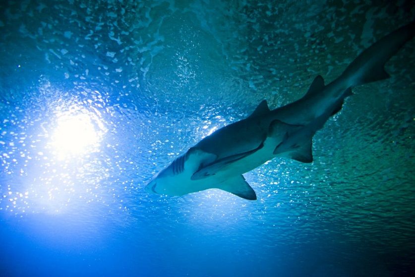 Tiburones en el Oceanogràfic